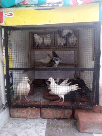 Pigeons Cage for sale