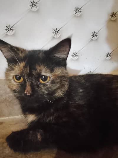 Free Cat with 3 Kittens – Healthy and Cute