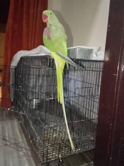 FEMALE READY FOR BREEDING