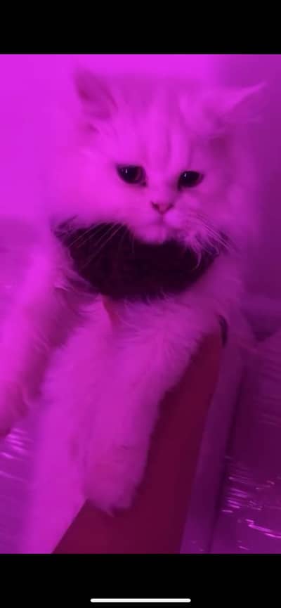 Persian semi punch face triple coated cat