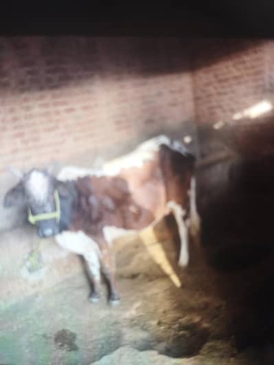 cow tazi soi oi Sath vacha a milk b dety a lkkn hm chawai ni krty