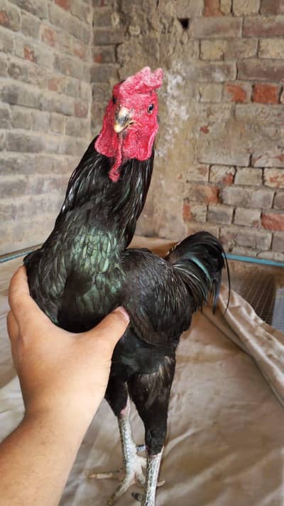 pure Thai . breeder pair for sale