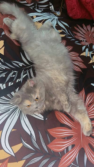 triple coated cat ha trained ha