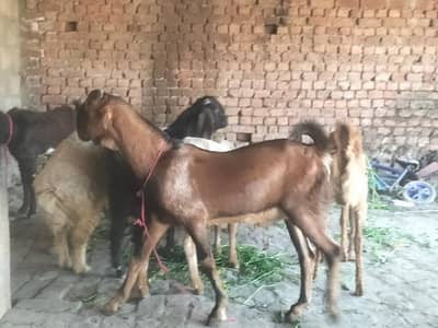do dant qurbani wala Bakra for sale in Mandi bahauddin city