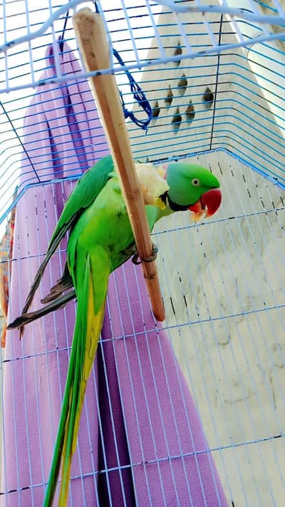 Raw Male Parrot Original  