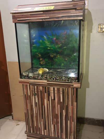 Fish aquarium