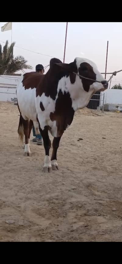 Bachra available for sale