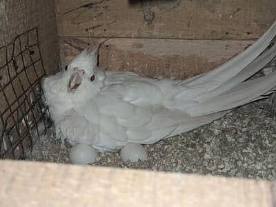 Ino red eyes pair with eggs