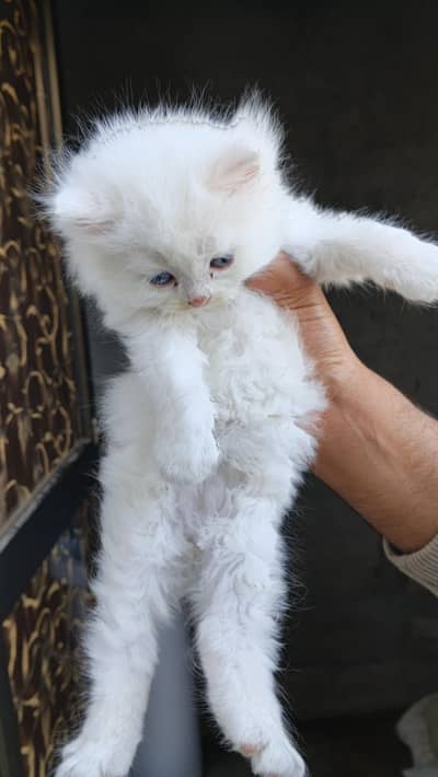 persian cats male and female babies 1 month age