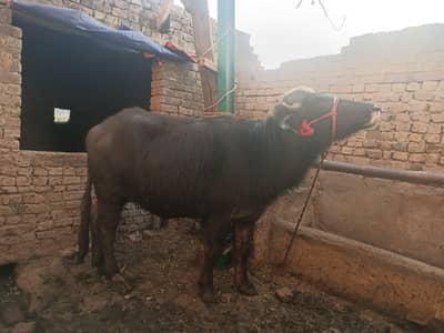 جھوٹی تقریباً چار دانت