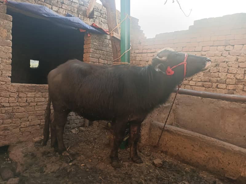 جھوٹی تقریباً چار دانت 0