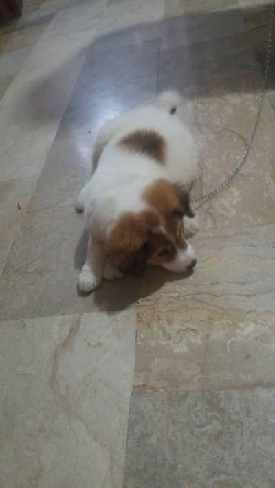 Dog : Afghan kuchi {pure }