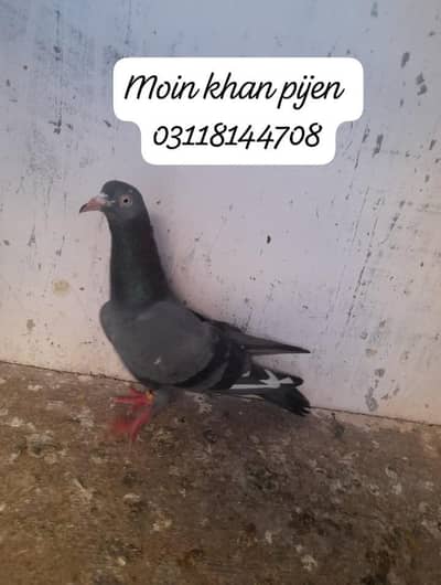 Teddy or golden pejan