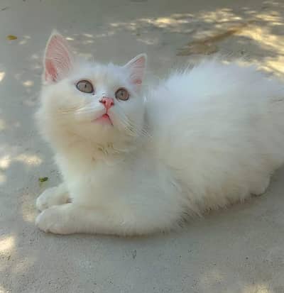 Persian Kitten