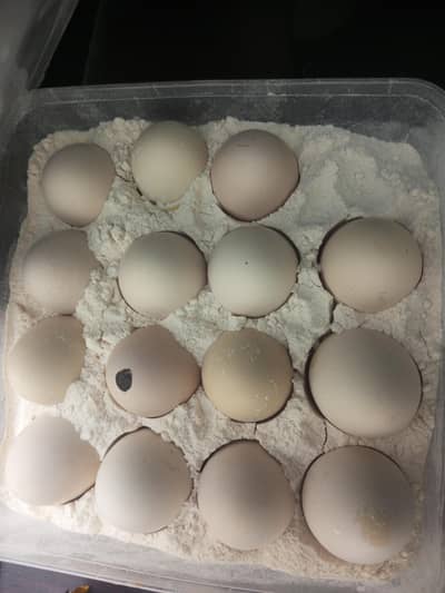 aseel thai and sindhi eggs