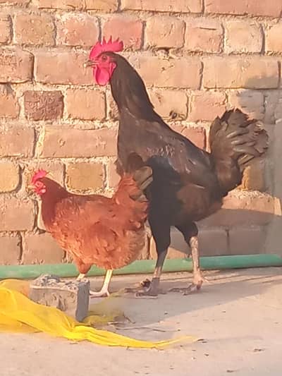 BREEDER AUSTRALOPE MALE FOR SALE