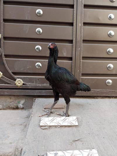 Quality vait+burmi ( 3044732705 )