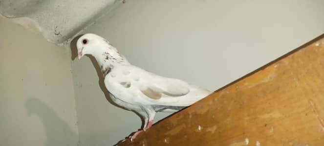 04 kaboor  02 male 01 femail &01 bacha for sell only 3000