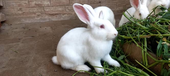 Newzealand White Rabbits