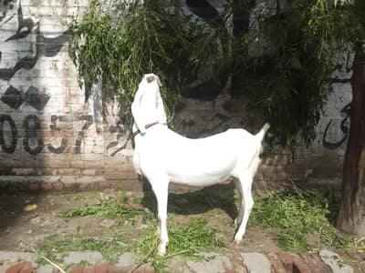 ranjanpuri goat for sale