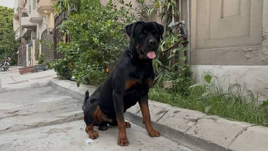 Rottweiler for stud