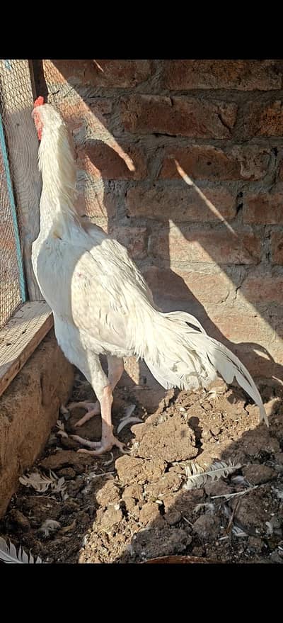 Aseel Heera for sale