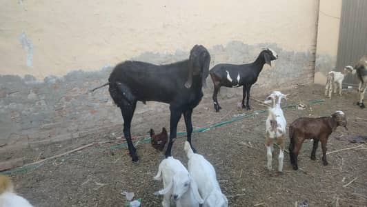 جانور دستیاب ہے