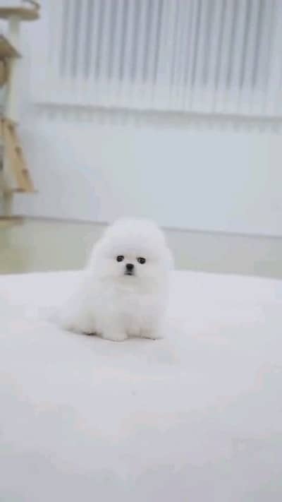 helthy and active pomeranian puppies dog for sale