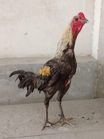 Pure Thai aseel patha