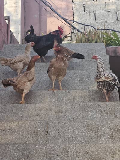 Aseel desi mix murghiyan Ghar ki