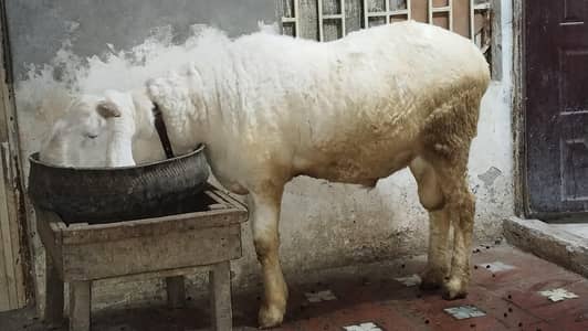 fresh do dant havi w8 chatra jis Bhi ko samj aye rabta kary