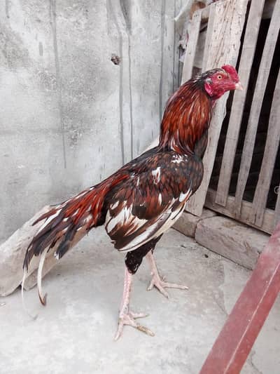 0317.968. 211.5 gis Bhai na Lana ha what's app pa rabta kro