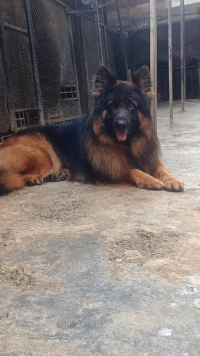 German Shepherd Stud Male