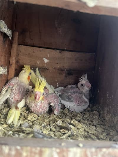 Cocktail Chicks Available