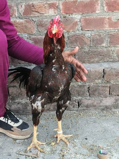 Pure  hint Turkish bread call 0320-4324319