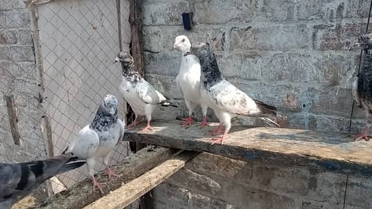 bachy fore sale 03131496136