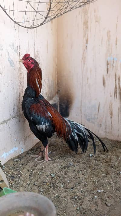 Assel murga for sale