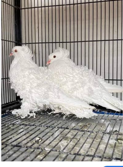 frillback Pigeon For Sale