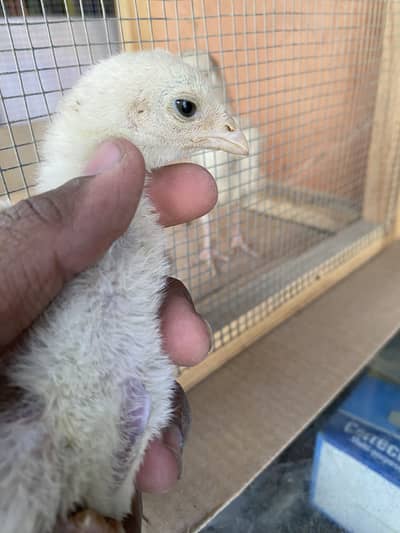 Aseel Chicks
