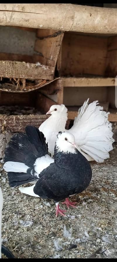 Laka kabotar for sale