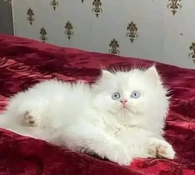 Cat for sale only WhatsApp number 03280797078