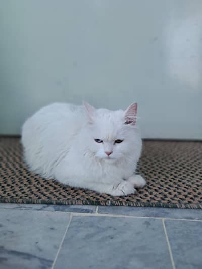 Persian Cat