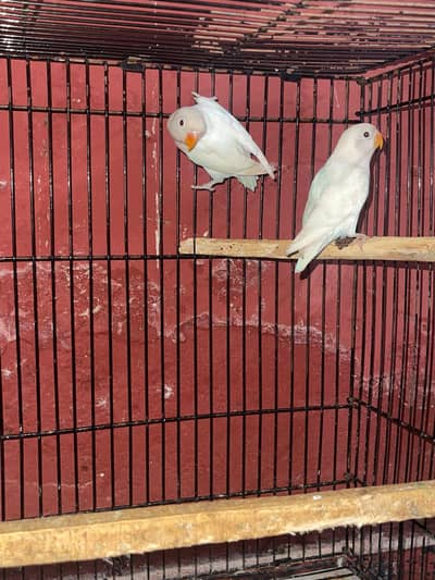 albino red eyes split pair