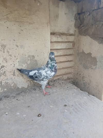 High flyer male  pigeon for sale