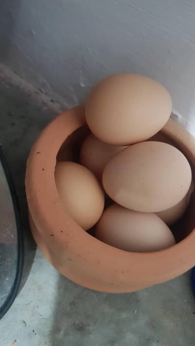 white paper heera fertile eggs