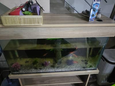 Fish Aquarium