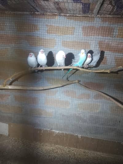 urgent sale white java