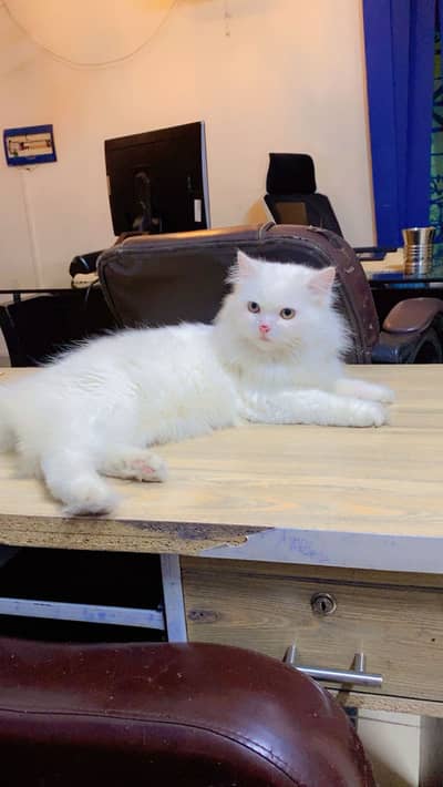 Persian Female Cat Fully vaccinated + tamed