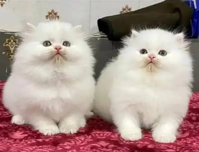 Cat for sale only WhatsApp number 03251512151