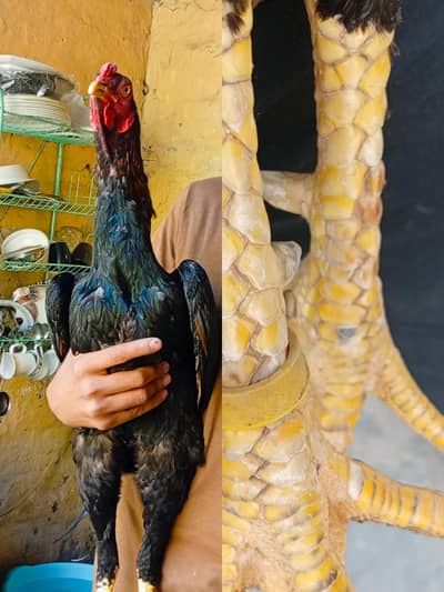 Burmi shamo cross patha 03224957548